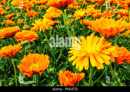 Calendula Banque D'Images