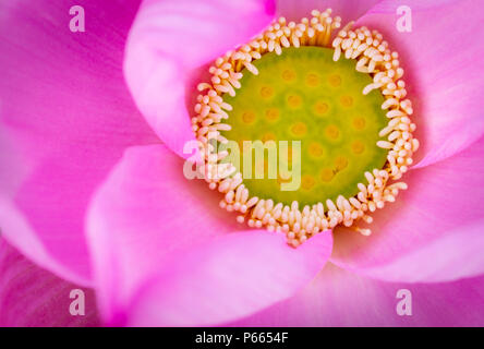 Vue de dessus de la fleur de lotus rose. Dans le Bouddhisme le lotus est connu pour être associé à la pureté, l'éveil spirituel et la fidélité. Plante aquatique. Banque D'Images