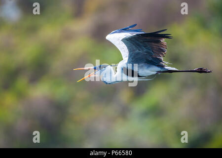 Cocoi Héron, Ardea cocoi, en Lago Bayano, République du Panama. Banque D'Images