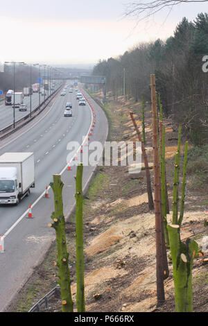 Les troncs des arbres dépouillés au cours de M1 Programme élargissement entre les échangeurs 25 et 28, Kent, UK Banque D'Images