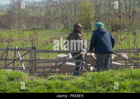 Les enfants observent de près les moutons et d'autres animaux sauvages des prairies lors d'un programme éducatif du jour de la Terre à Oberdachstetten Range Training Area, Allemagne, le 20 avril 2016. Les activités se concentrent sur les écosystèmes des prairies, la biodiversité et le comportement animal. Organisé par DPW et TSC Ansbach, le programme enseigne la gestion durable des terres, la conservation, les rôles écologiques du bétail et les compétences en travail d'équipe. Les enfants acquièrent une expérience pratique de l’observation des habitats, de la compréhension des chaînes alimentaires et de l’appréciation de l’environnement naturel tout en apprenant les interactions entre les espèces et la santé des écosystèmes. Banque D'Images