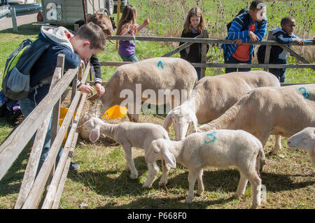 Des enfants de la zone d'entraînement d'Oberdachstetten Range, en Allemagne, ont observé des moutons et ont appris sur la faune des prairies et des prairies lors d'un événement éducatif organisé le 20 avril 2016 pour le jour de la Terre. Le programme, organisé par la garnison de l'armée américaine Ansbach et TSC Ansbach, a fourni des activités pratiques axées sur la conservation de l'environnement, la biodiversité, l'agriculture durable et l'éducation écologique. Les participants se sont engagés dans un apprentissage interactif pour comprendre les habitats, les soins aux animaux, les écosystèmes des prairies et l'importance de protéger les ressources naturelles. Banque D'Images