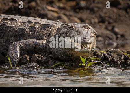 Grand Crocodile, Crocodylus acutus, au bord du lac de Gatun Lake, du côlon province, République du Panama. Banque D'Images