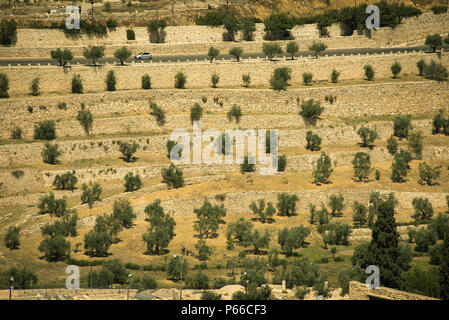 Mont des oliviers dans la ville sainte de Jérusalem, Israël Banque D'Images