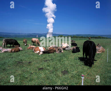 L'élevage de vaches et de la tour de refroidissement de la centrale nucléaire de Leibstadt, Suisse Banque D'Images