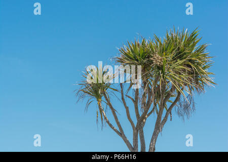 Cornish palmier / Cordyline australis à Newquay, Cornwall, défini dans un bleu ciel d'été. Parfois appelée la Nouvelle Zélande arbre de chou. Banque D'Images