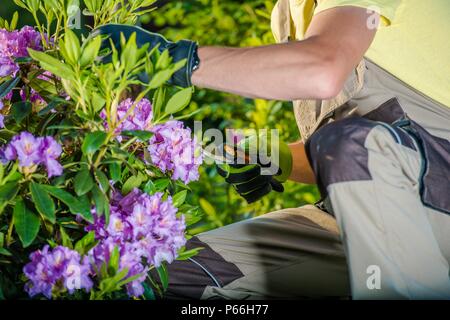 Jardinier du Caucase en prenant soin des fleurs dans le jardin. Banque D'Images