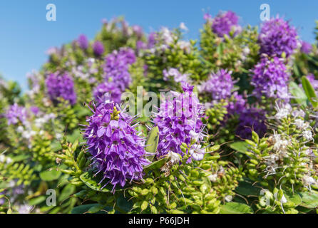 Les petites fleurs violettes de Veronica, Veronica × franciscana (AKA Nouvelle-zélande speedwell), dans un parc en été au Royaume-Uni. Banque D'Images