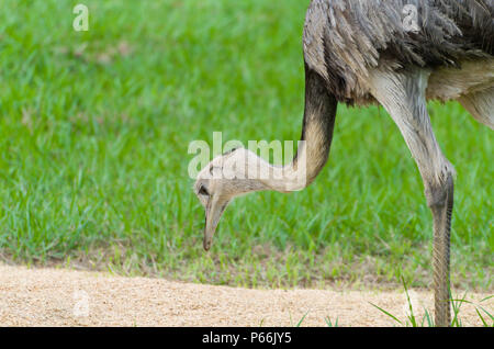 Belle Ema ou Nandou (Rhea americana) dans le brésilien zone humide. Banque D'Images