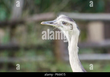 Belle Ema ou Nandou (Rhea americana) dans le brésilien zone humide. Banque D'Images