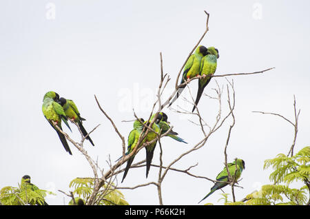 De magnifiques oiseaux perruches Nanday Prince-Black ou perruche (Aratinga nenday) dans un arbre dans le Pantanal brésilien. Banque D'Images