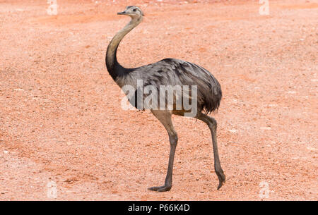 Belle Ema ou Nandou (Rhea americana) dans le brésilien zone humide. Banque D'Images