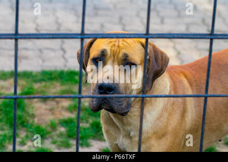 Big brown pure race chien massif sud-africain Boerboel espèces. Banque D'Images