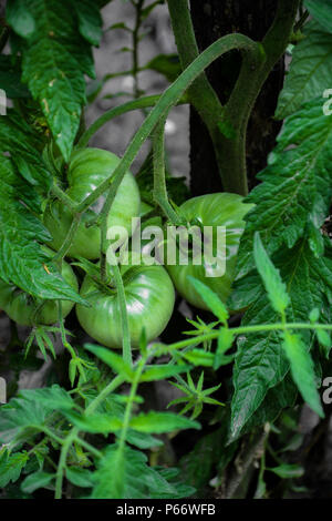Tomates vertes. Concept de l'agriculture. Libre groupe de tomates en serre de plus en plus vert. Tomates tomates vertes sur l'arbre. Heirloom Tomato vert. Banque D'Images