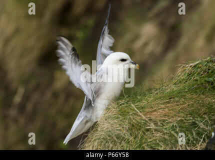 Fulmar boréal Banque D'Images