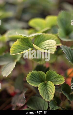 Bush fraise avec de belles feuilles dans le jardin Banque D'Images