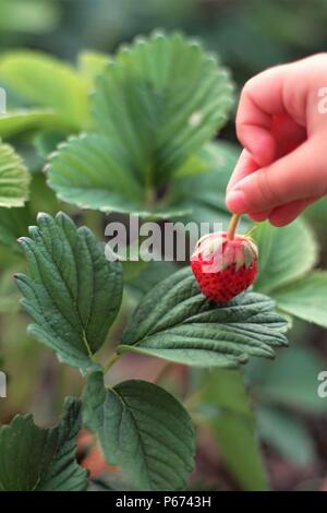 La main de bébé est titulaire fraise berry dans le jardin Banque D'Images