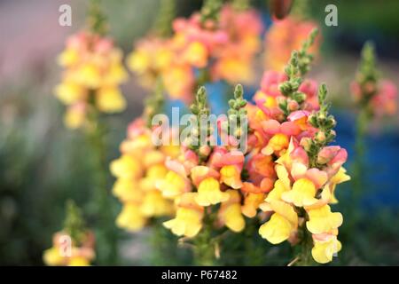 Jaune avec des fleurs roses d'Antirrhinum croître dans le jardin Banque D'Images