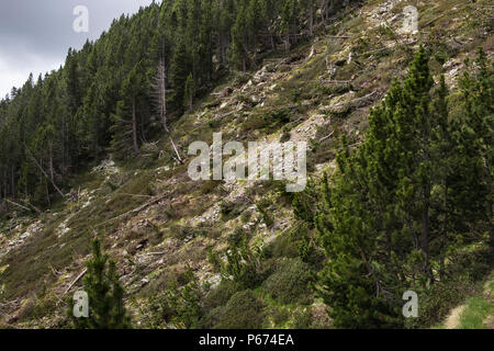 Dommages sur les pentes au-dessus de la Vall de Nuria causés par les avalanches de l'hiver renversant tout sur leur passage y compris les pins et à pied des signes, P Banque D'Images