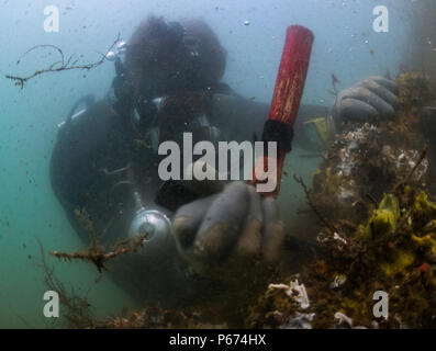 Hospital Corpsman 1re classe James Aldridge, avec l'équipe de construction sous-marine (UCT) 2 Construction du Détachement de plongée (CDD) Alpha, les éraflures de la croissance d'un marin de la chaîne d'amarrage pour effectuer les travaux d'entretien et d'inspections à un chantier naval à l'Installation de maintenance de navires inactifs, Pearl Harbor, New York, 16 mai 2016. UCT 2 CDD fournit l'écoute sous-marine et côtière des capacités de construction. UCTCDD est attribué au commandant de la Task Force (CTF) 75, la task force expéditionnaire principale responsable de la planification et l'exécution des opérations fluviales côtières, des explosifs et munitions, moteur de plongée Banque D'Images