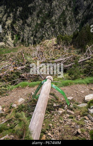 Dommages sur les pentes au-dessus de la Vall de Nuria causés par les avalanches de l'hiver renversant tout sur leur passage y compris les pins et à pied des signes, P Banque D'Images