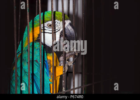 Grande belle parrot dans une cage, image de fond Banque D'Images