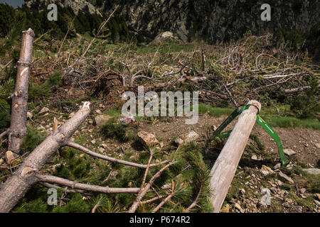 Dommages sur les pentes au-dessus de la Vall de Nuria causés par les avalanches de l'hiver renversant tout sur leur passage y compris les pins et à pied des signes, P Banque D'Images