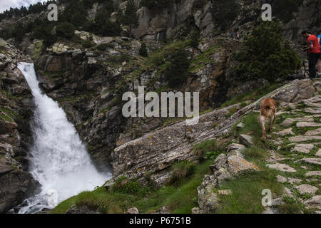 La cua de Cavalt, chevaux, cascade de la queue sur le Rio de Nuria River dans le Vall de Nuria fortement chargé d'eau qui coule dans la montagnes Pyreneean, Cat Banque D'Images