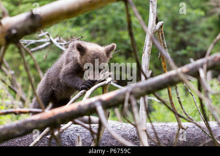 Bébé ours cub dans une épaisse forêt de mordre sur le sec de la direction générale avec un fond vert avec des griffes des pattes holding on tree Banque D'Images