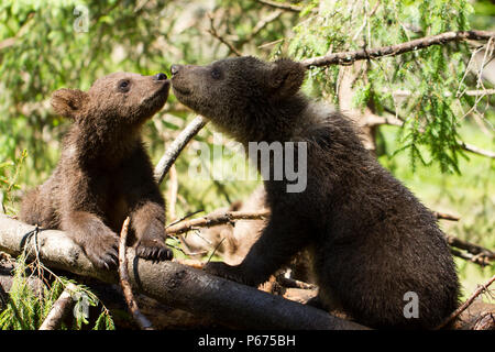 Adorable Cute Bear cub brothers en gros plan sur le nez de toucher l'arbre journée d'été ensoleillée avec arrière-plan de la forêt verte Banque D'Images