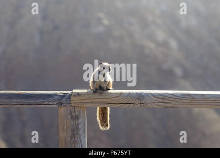 Sur la traverse de l'écureuil en bois, gros plan. Animaux sauvages en milieu naturel, tourné sur zoom, journée ensoleillée Banque D'Images