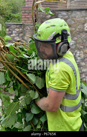 L'homme, tree surgeon, portant des branches d'arbre quand un nettoyage après l'élagage Banque D'Images