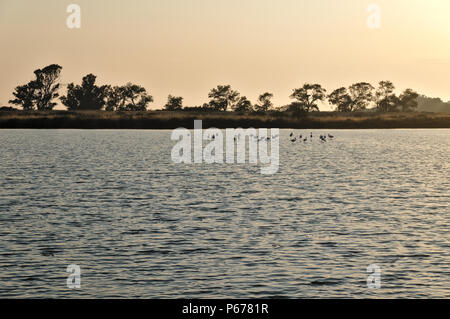 Les étangs d'évaporation de sel situé dans la réserve naturelle de Ria Formosa, un excellent endroit pour observer les oiseaux comme les flamants roses dans cette photo. Ludo, Algarve, Portugal Banque D'Images