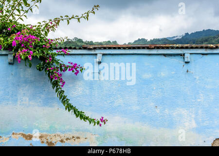 Mur peint en bleu de bougainvilliers croissant sur elle au Guatemala, Amérique Centrale Banque D'Images