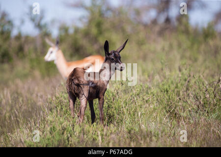 Springbok (Antidorcas marsupialis) antilope bébé Morph noir dans le parc national sauvage de Mokala, Afrique du Sud Banque D'Images