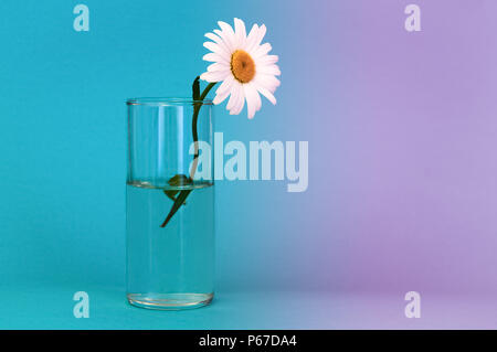 Un verre avec une belle fleur de camomille et lumineux sur fond bleu, sur la droite est un lieu d'une couleur lilas inscription. Banque D'Images