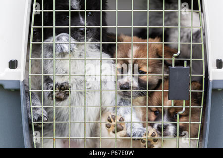 Elo cute puppies assis dans un pet carrier Banque D'Images