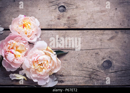 Fleurs de pivoines rose tendre sur fond de bois vieilli. Mise à plat. Vue de dessus avec l'exemplaire de l'espace. Focus sélectif. La tonalité de l'image. Banque D'Images