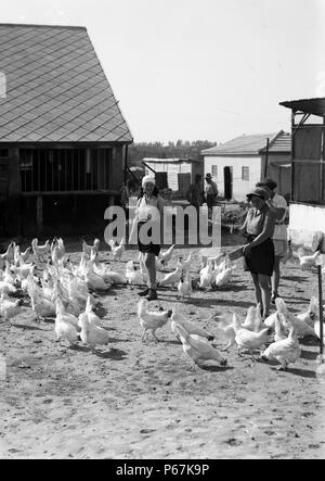 Les colonies sionistes sur Sharon. Borochov, les filles, l'alimentation de la volaille de la ferme Banque D'Images