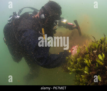 Builder 2e classe Jésus Saucedo Gomez, avec l'équipe de construction sous-marine (UCT) 2 Construction du Détachement de plongée (CDD) Alpha, les éraflures de la croissance d'un marin de la chaîne d'amarrage pour effectuer les travaux d'entretien et d'inspections à l'Installation de maintenance navale navire inactif, Pearl Harbor, à Hawaï, le 19 mai 2016. UCT 2 CDD fournit l'écoute sous-marine et côtière des capacités de construction. UCTCDD est attribué au commandant de la Task Force (CTF) 75, la task force expéditionnaire principale responsable de la planification et l'exécution des opérations fluviales côtières, des explosifs et munitions, d'ingénierie et de plongée constructi Banque D'Images