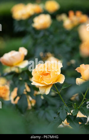 Rosa 'Absolutely Fabulous' / Wekvossutono. Floribunda 'rose', absolument fabuleux Banque D'Images