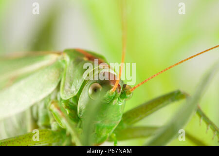 Grande sauterelle verte se cachant dans l'herbe verte Banque D'Images