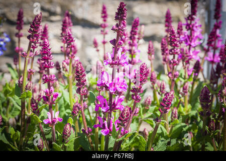 Une grappe de fleurs de la Salvia Rose en juin Marvel UK Banque D'Images