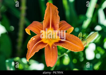 La fleur d'une politique commune de l'hémérocalle (Hemerocallis fulva orange) Banque D'Images