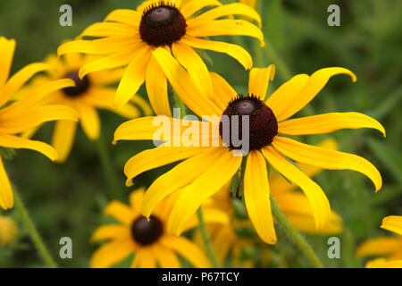 Echinacea paradoxa- Yellow coneflower Banque D'Images