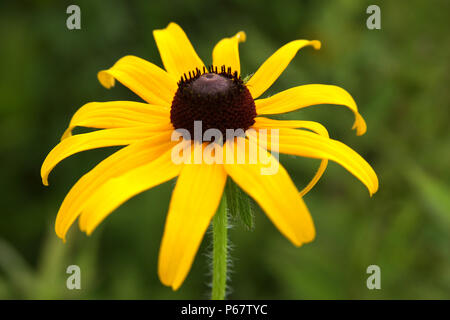 Close up d'Echinacea paradoxa- Yellow coneflower Banque D'Images