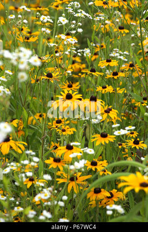 Échinacée jaune dans le pré/ black-eyed Susan Banque D'Images