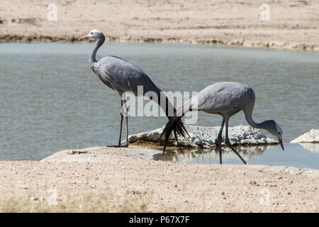 Deux espèces de grues - Anthropoides Paradiseus Bleu - par point d'eau dans le parc national d'Etosha. Banque D'Images