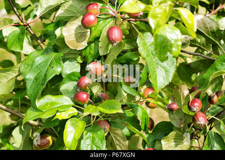 Les petites pommes rouges sur une branche. Selective focus Banque D'Images