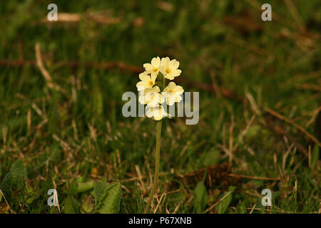 Au printemps fleurs Primula Banque D'Images